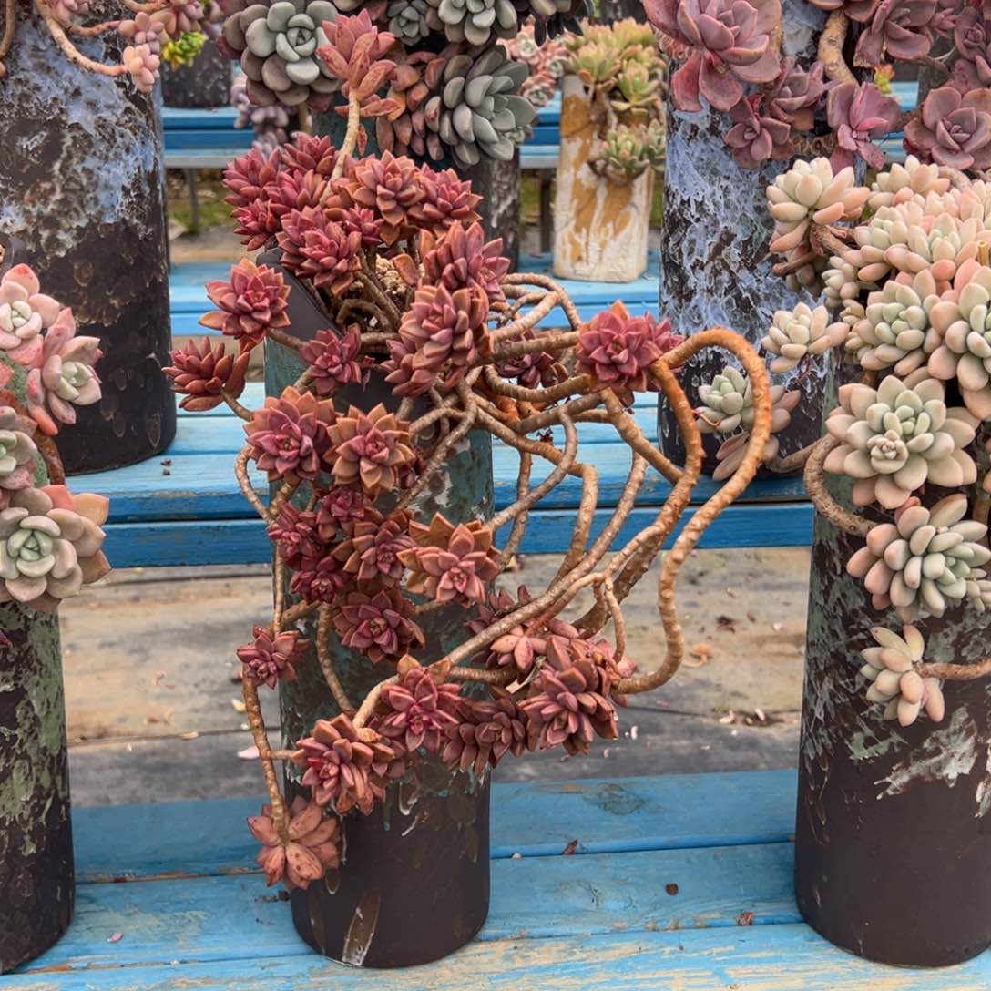 精品姬胧月悬崖 裸根