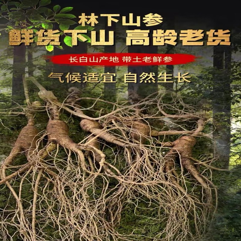 长白山新鲜林下参现采现挖整枝空运到家