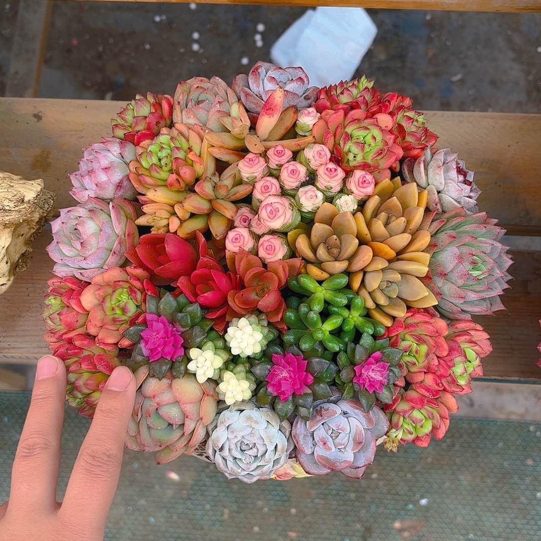 韩式花园组合多肉