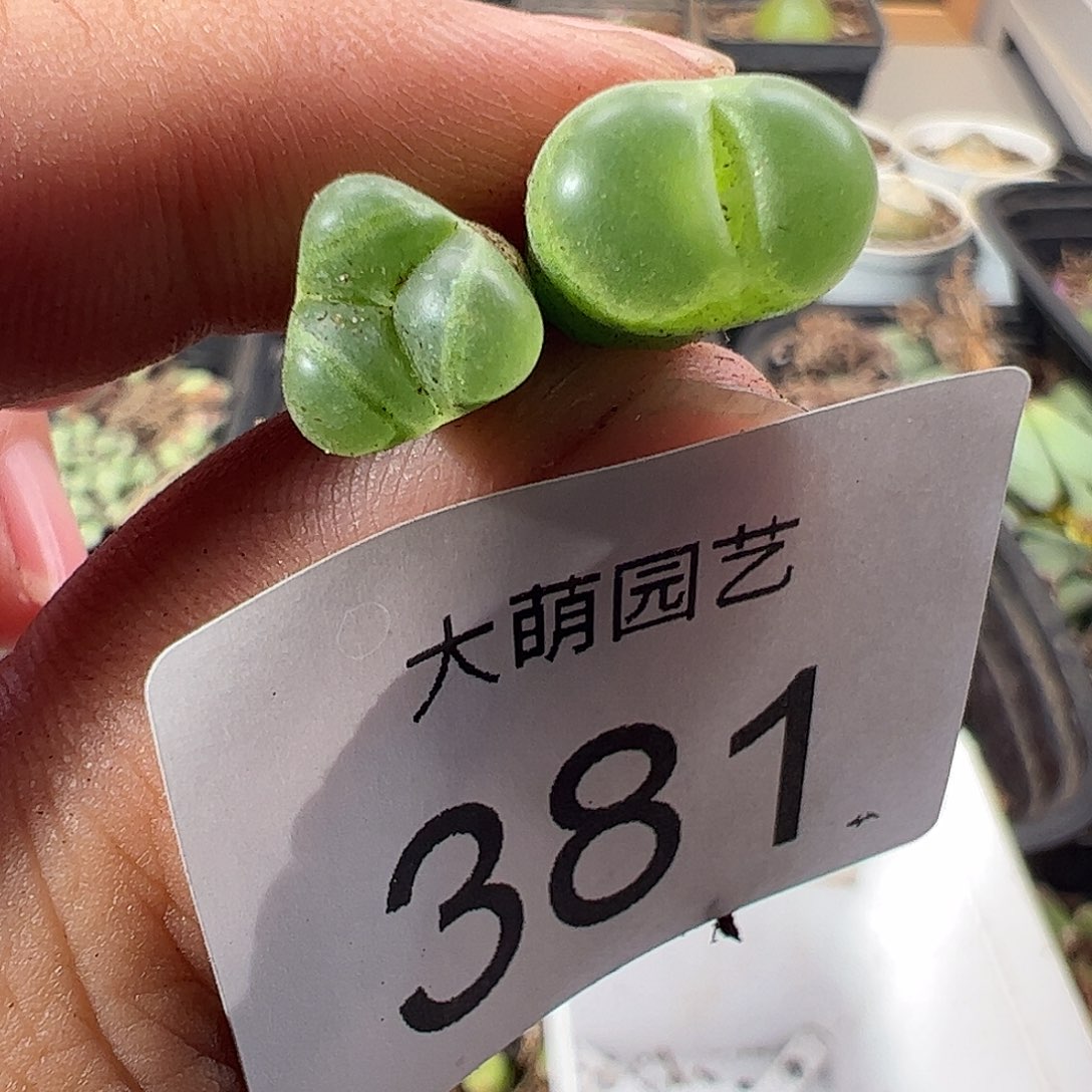 一物一拍MG1797.67莉迪亚薄荷风铃381