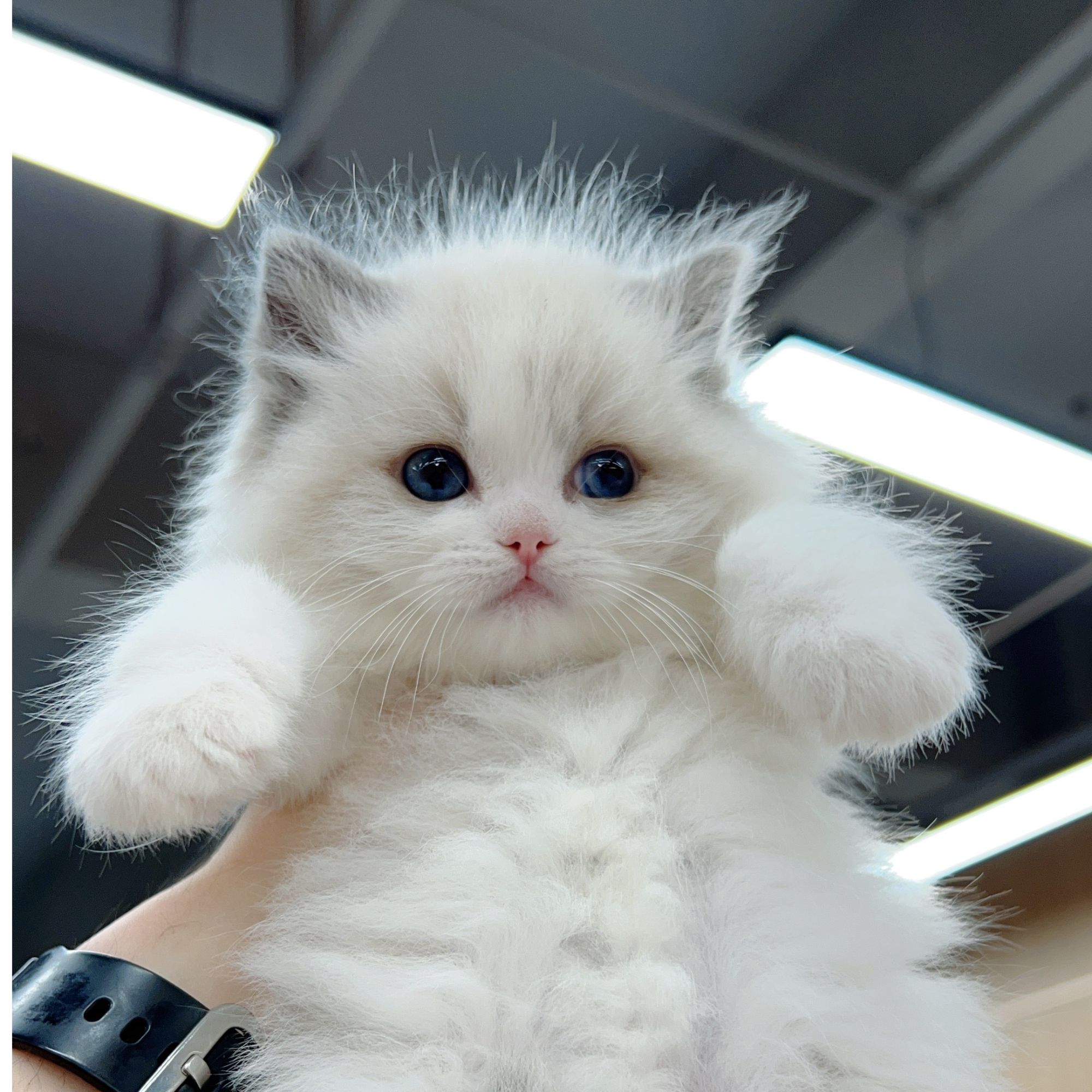 长毛蓝双布偶猫弟弟