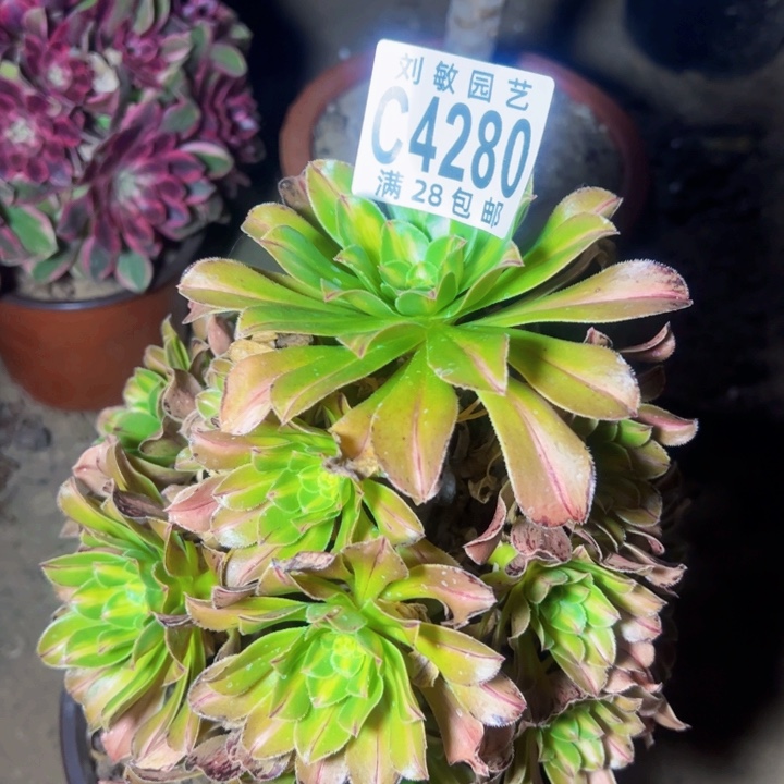 4280霓裳多肉植物法师法师