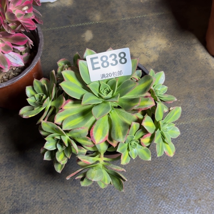 瑞妈，。。。。？？838星颖，