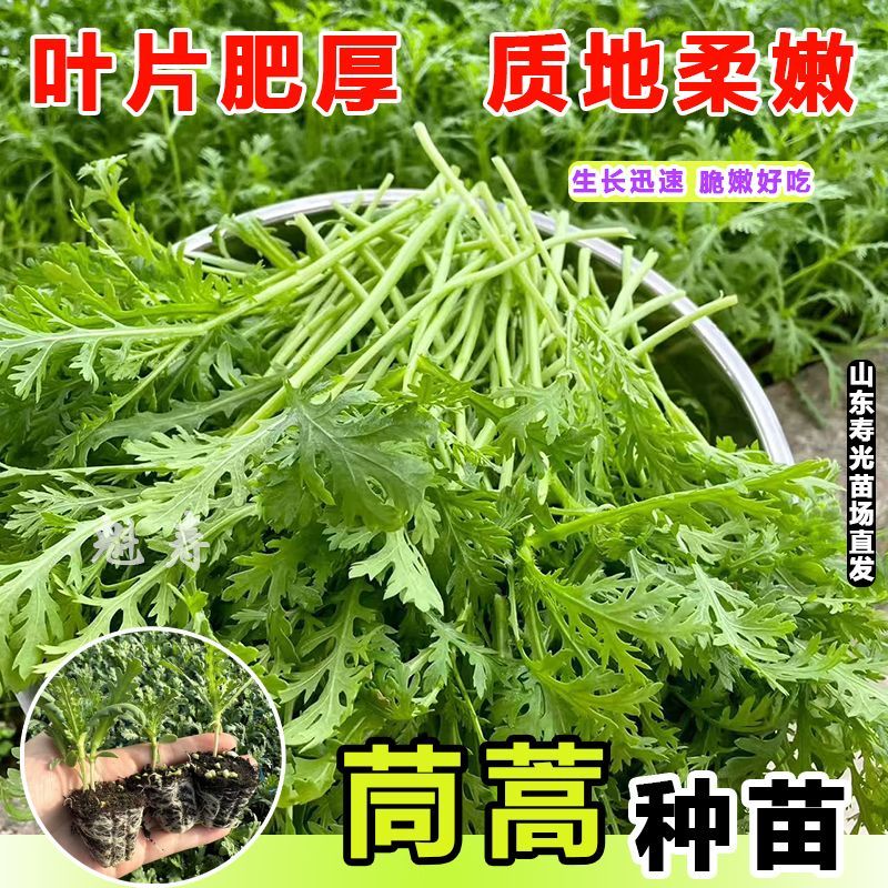 茼蒿苗大叶茼蒿西芹苗芹菜四季阳台菜苗秧苗当季庭院蔬菜苗苦菊苗