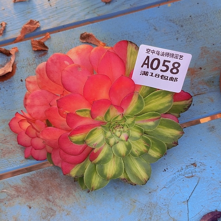 058知否多肉植物