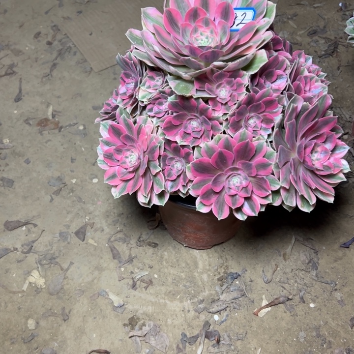 多肉植物粉女妖82