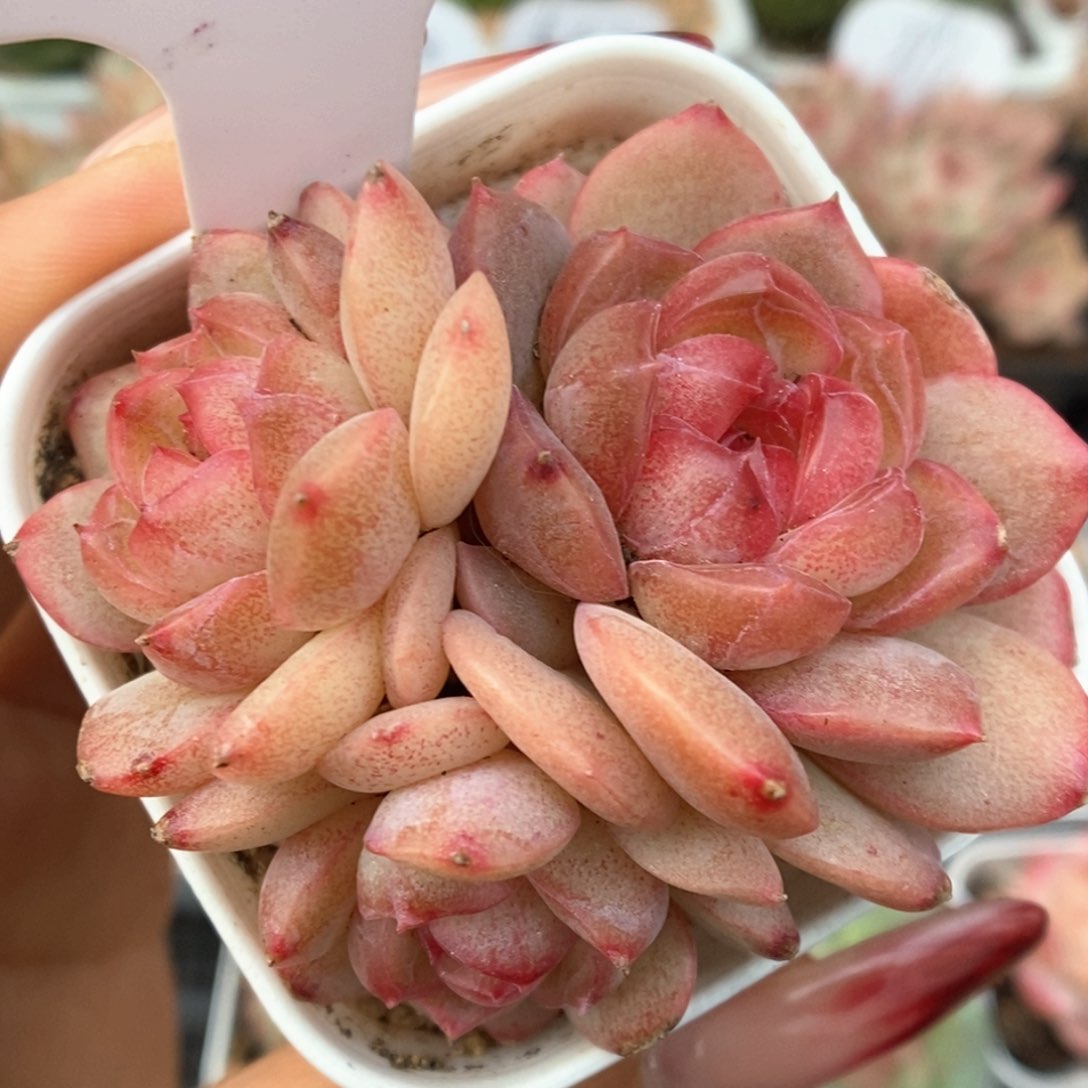 琴心群生可拍765号。   