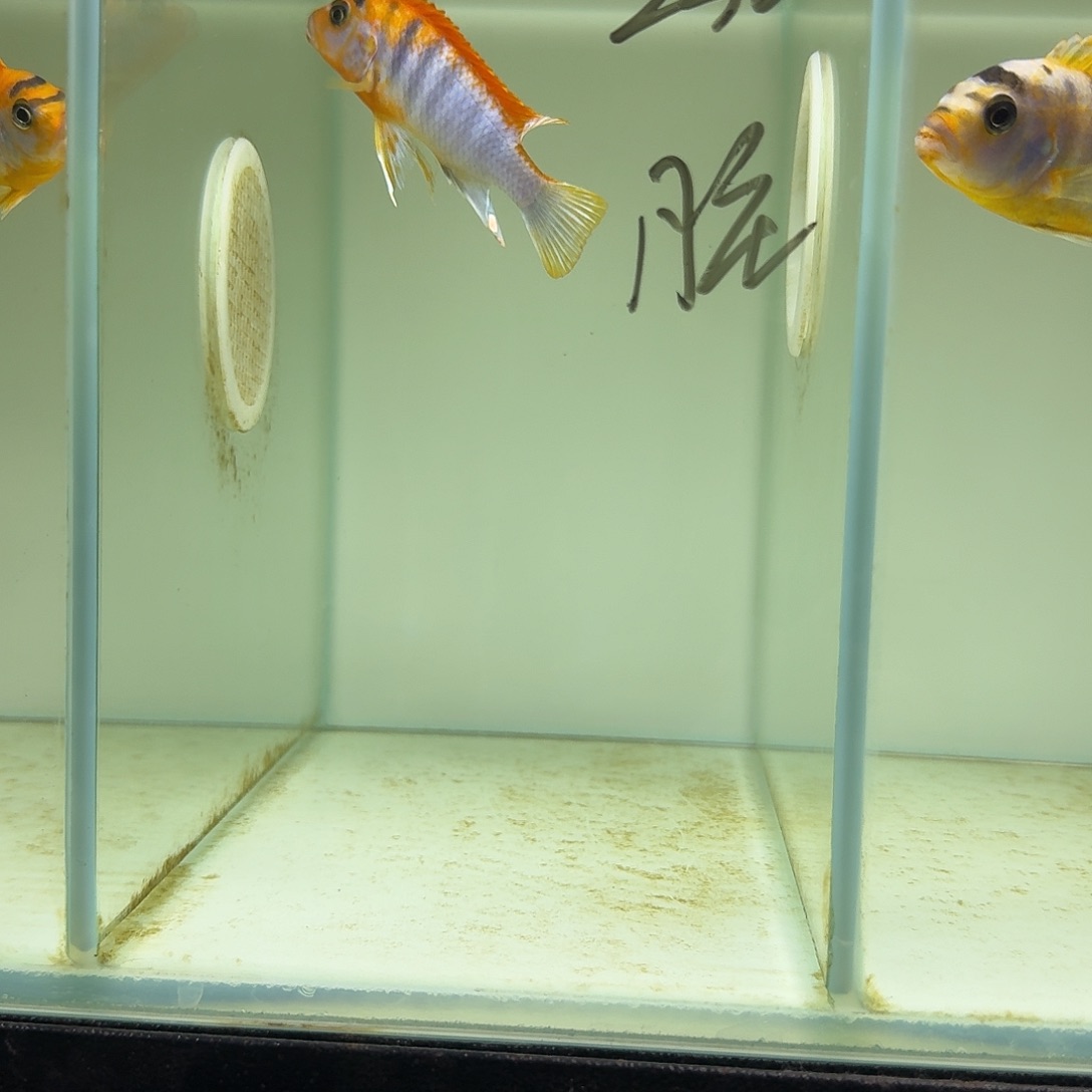 脏***咴慈鲷鱼305号超级红鸡