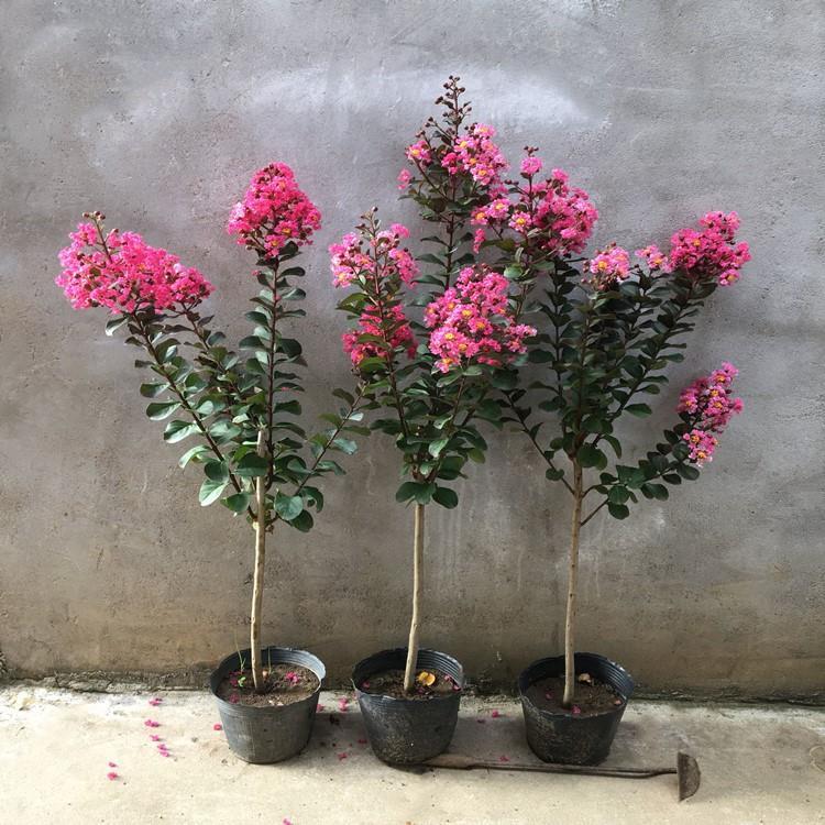 红火箭天鹅绒紫薇花树苗盆栽花卉室内外种植四季耐寒热