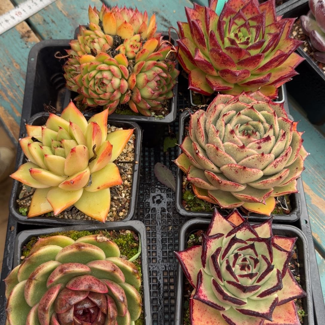 从前慢花园多肉编号1118-185