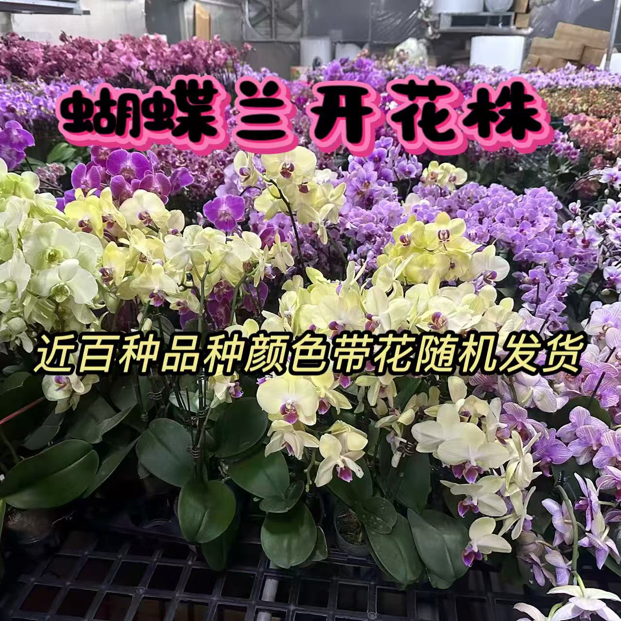 蝴蝶兰【开花株】随机品种 不指定品种 带花发货室内花花 花色鲜艳 