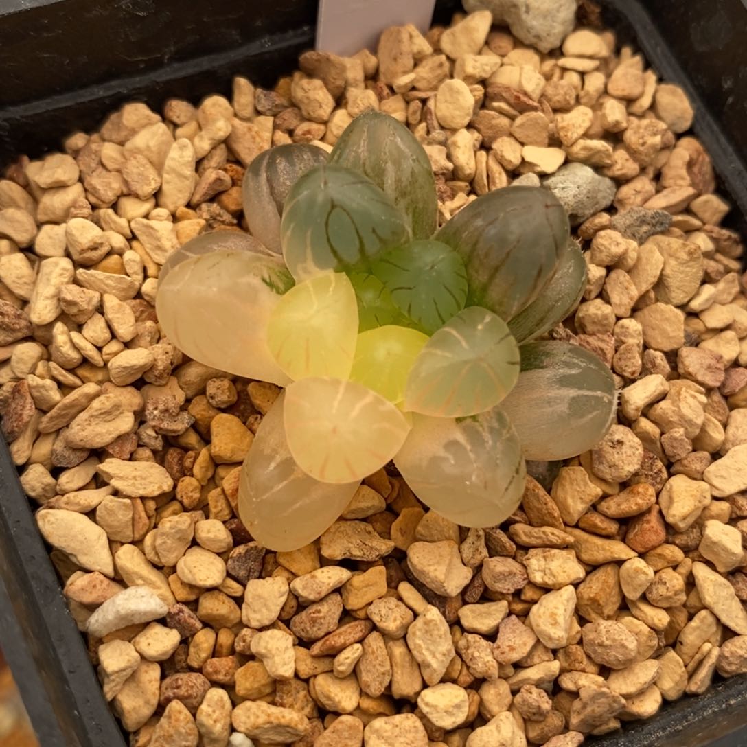 31姬玉露多肉植物提取物