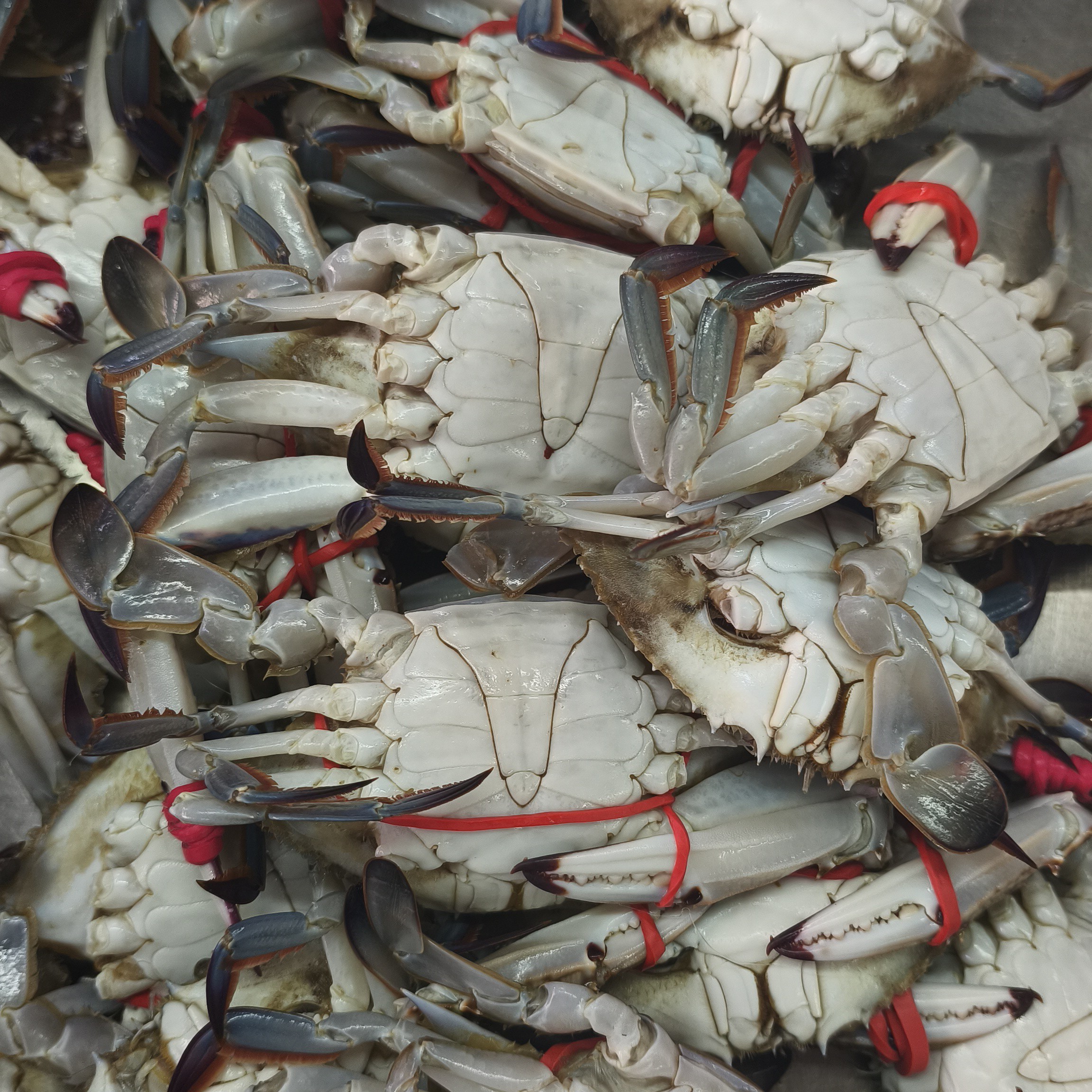 晕飞蟹 看清下单【小时达配送到家，要求太高勿拍】