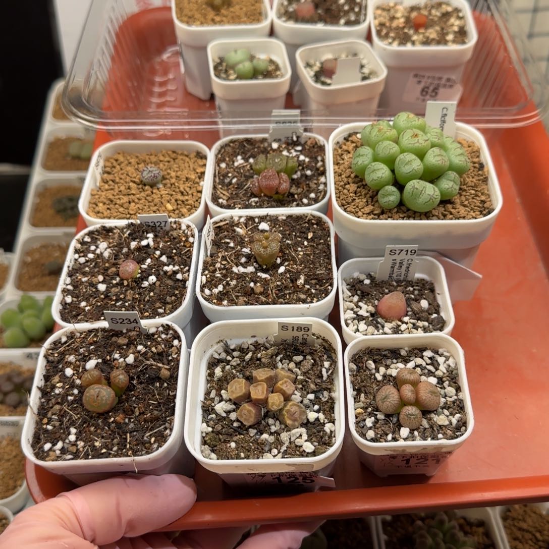 哦****肉锥多肉植物组合-236有疤