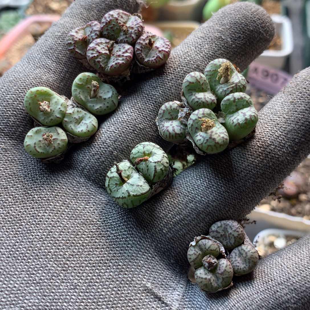 a856安贞福利一手