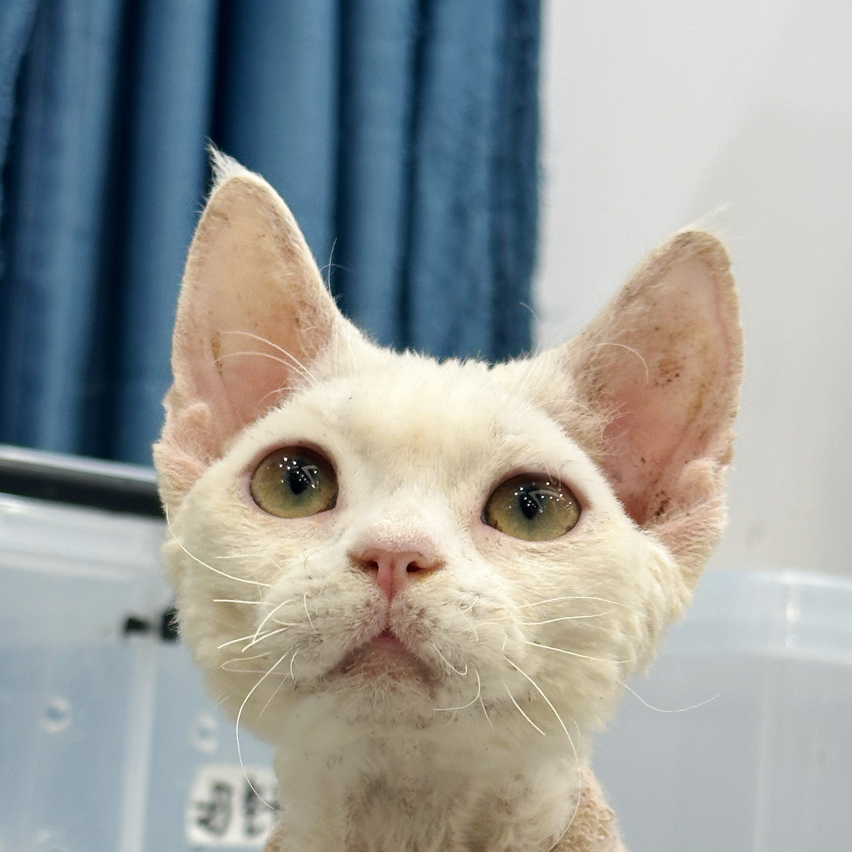 来了姊妹-纯白德文猫-弟弟-45