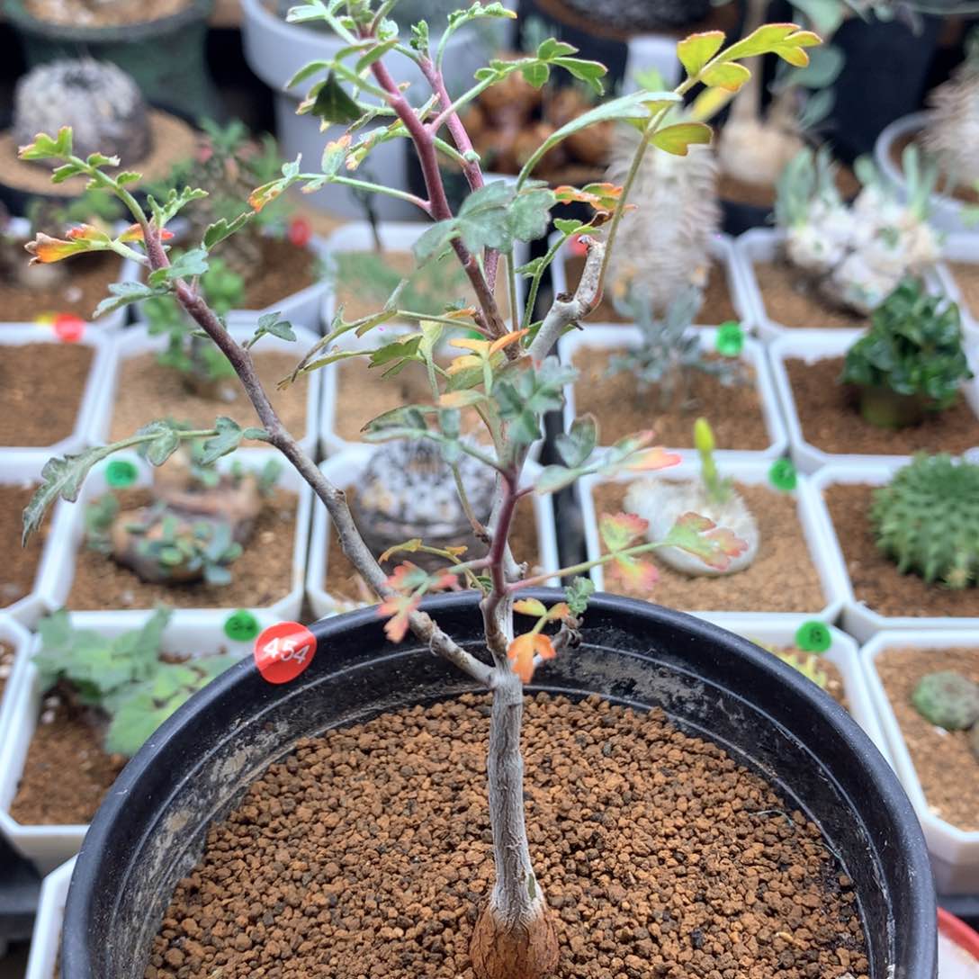 橡木漆树带盆多肉