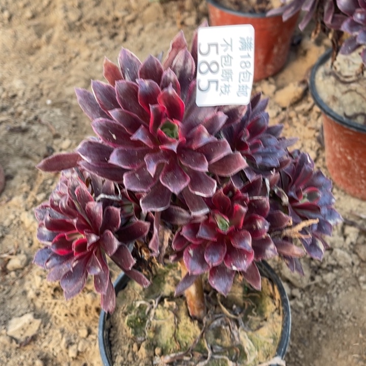 585蒙娜丽莎桩cu不太直2