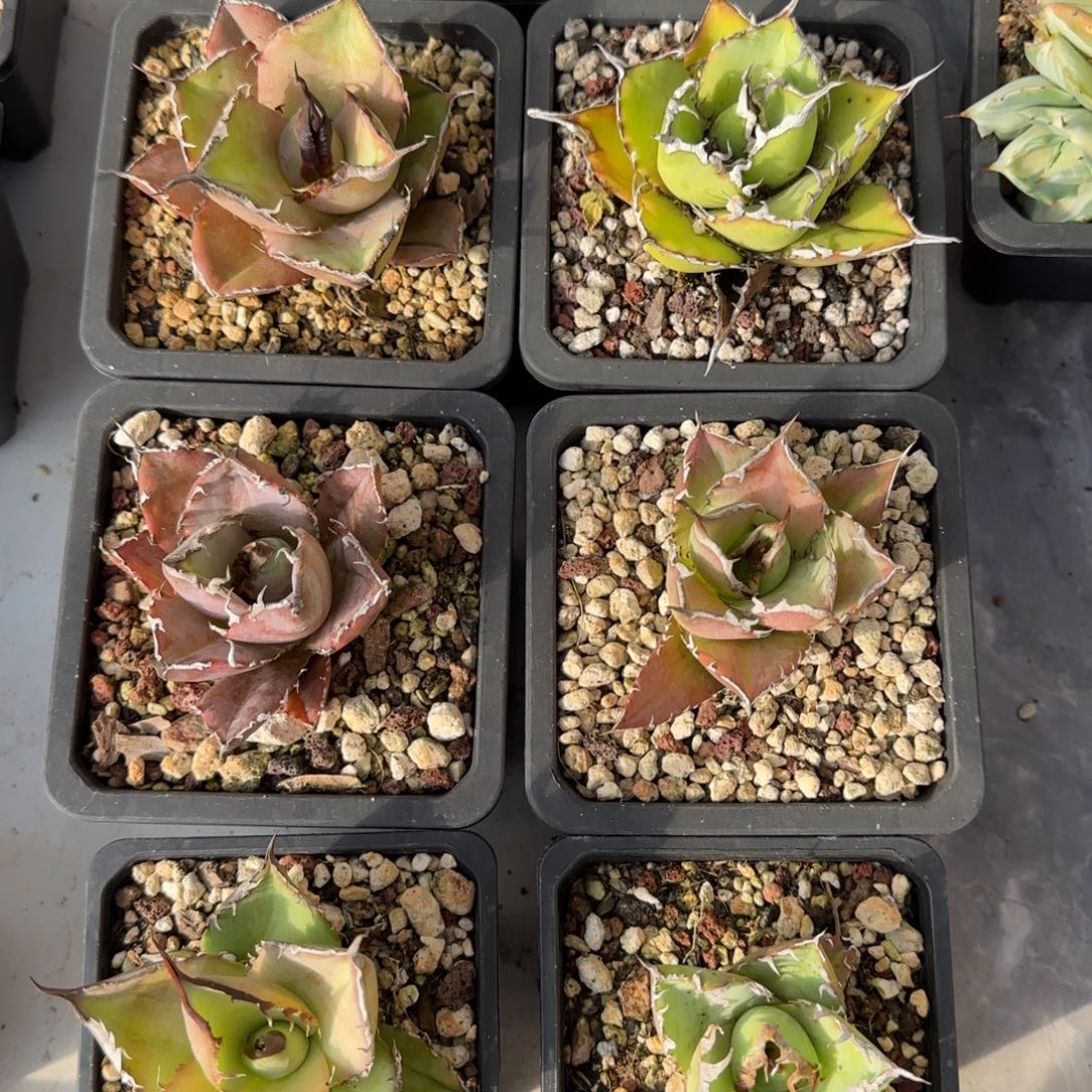 新手套餐啦啦啦啦啦啦