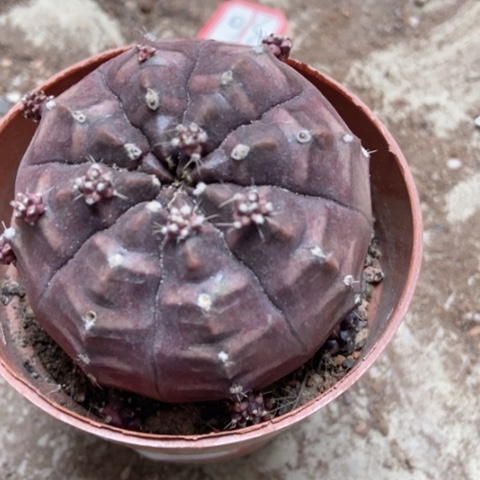 梦想仙人球30米仙人球