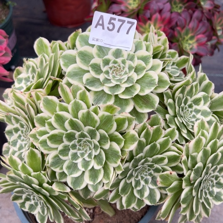 577碧浪25厘米左右