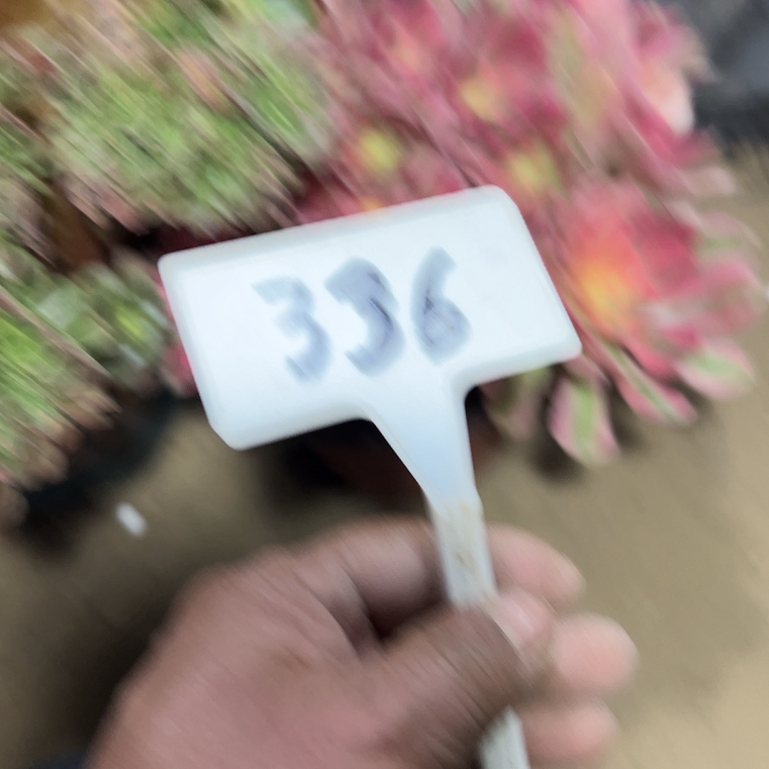 音***爱多肉植物香菲缀花336