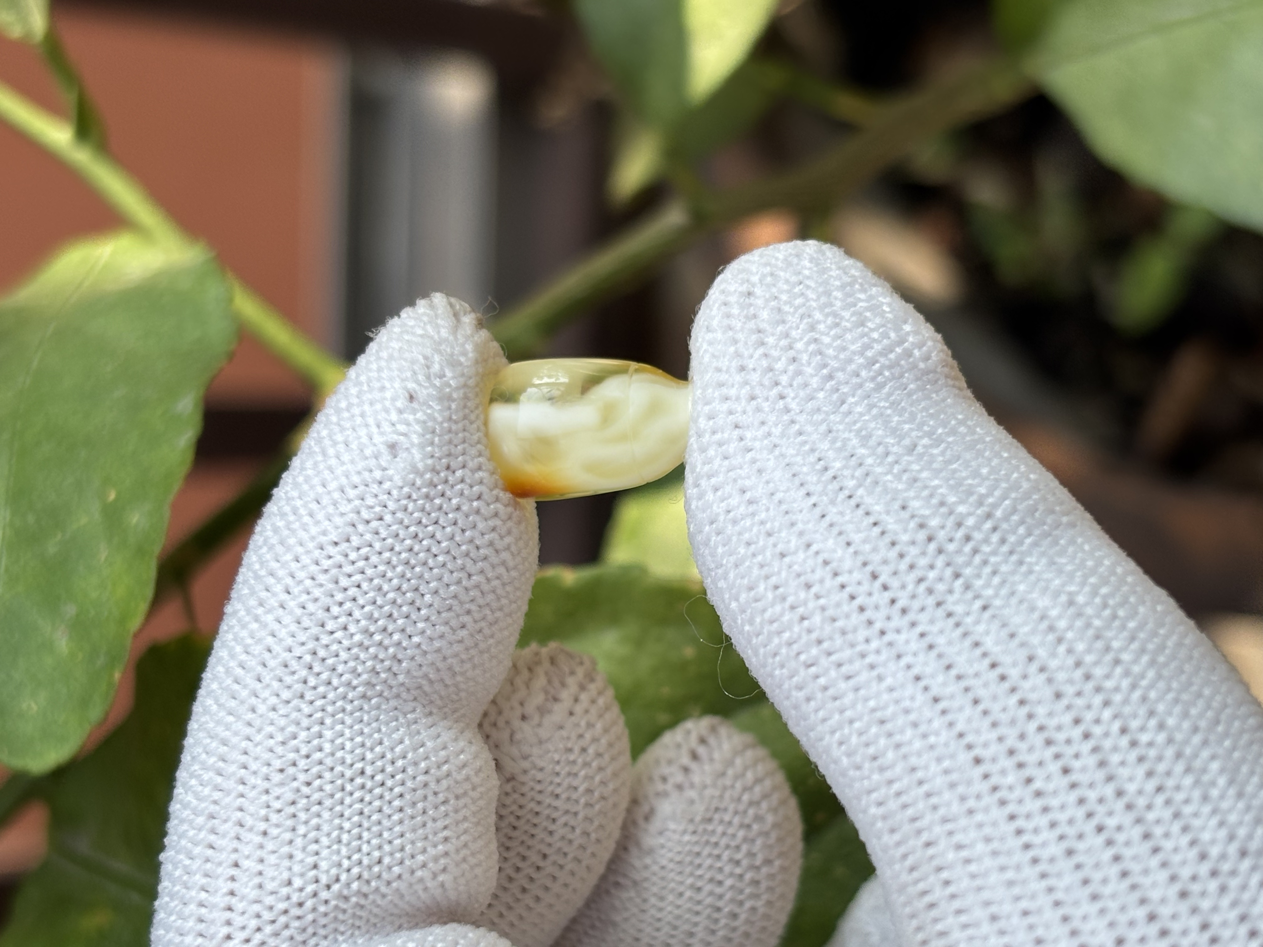 5616天然蜜蜡琥珀三通配饰8.3x8.8x14mm