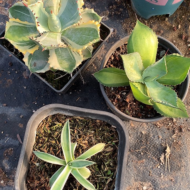 连刺甲蟹，吉祥天锦