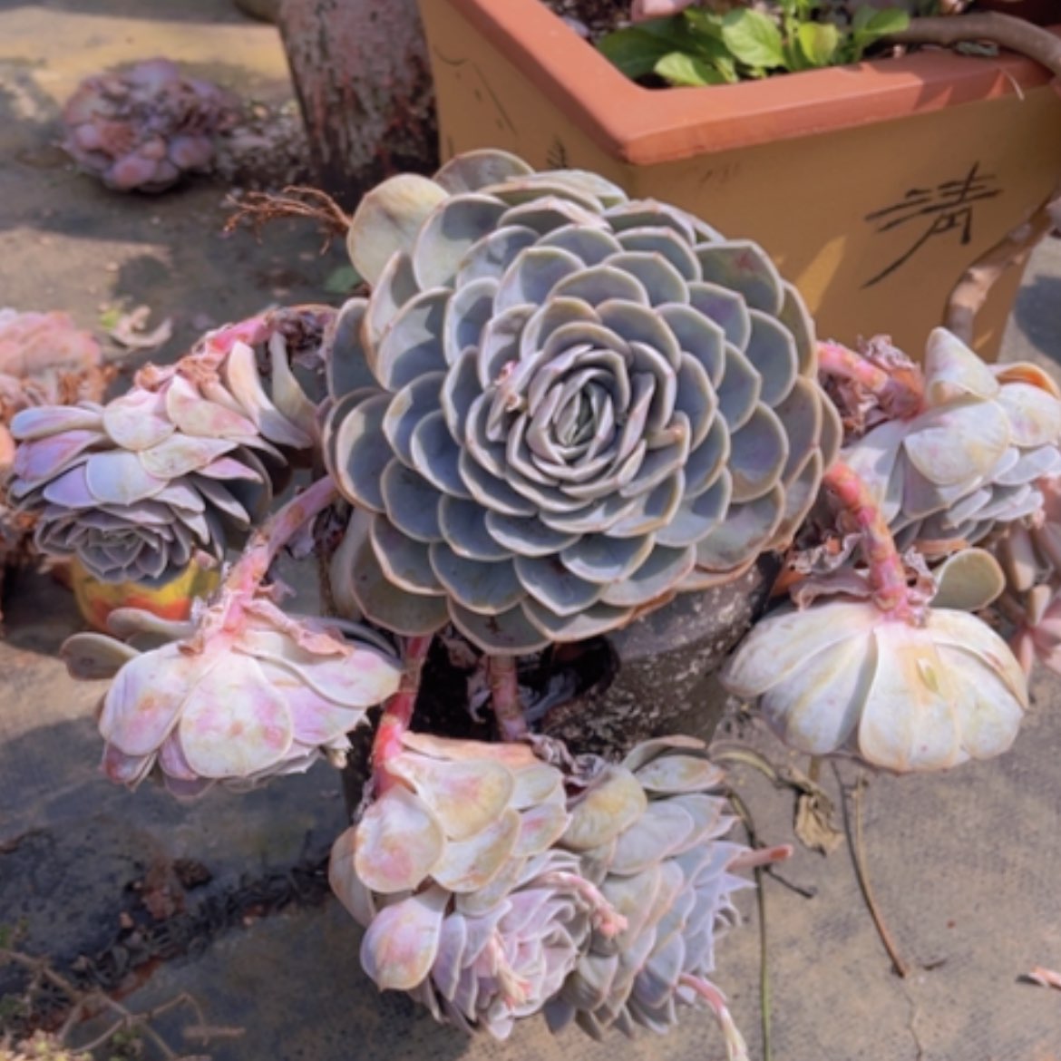 【闪购商品】蓝色惊喜2341