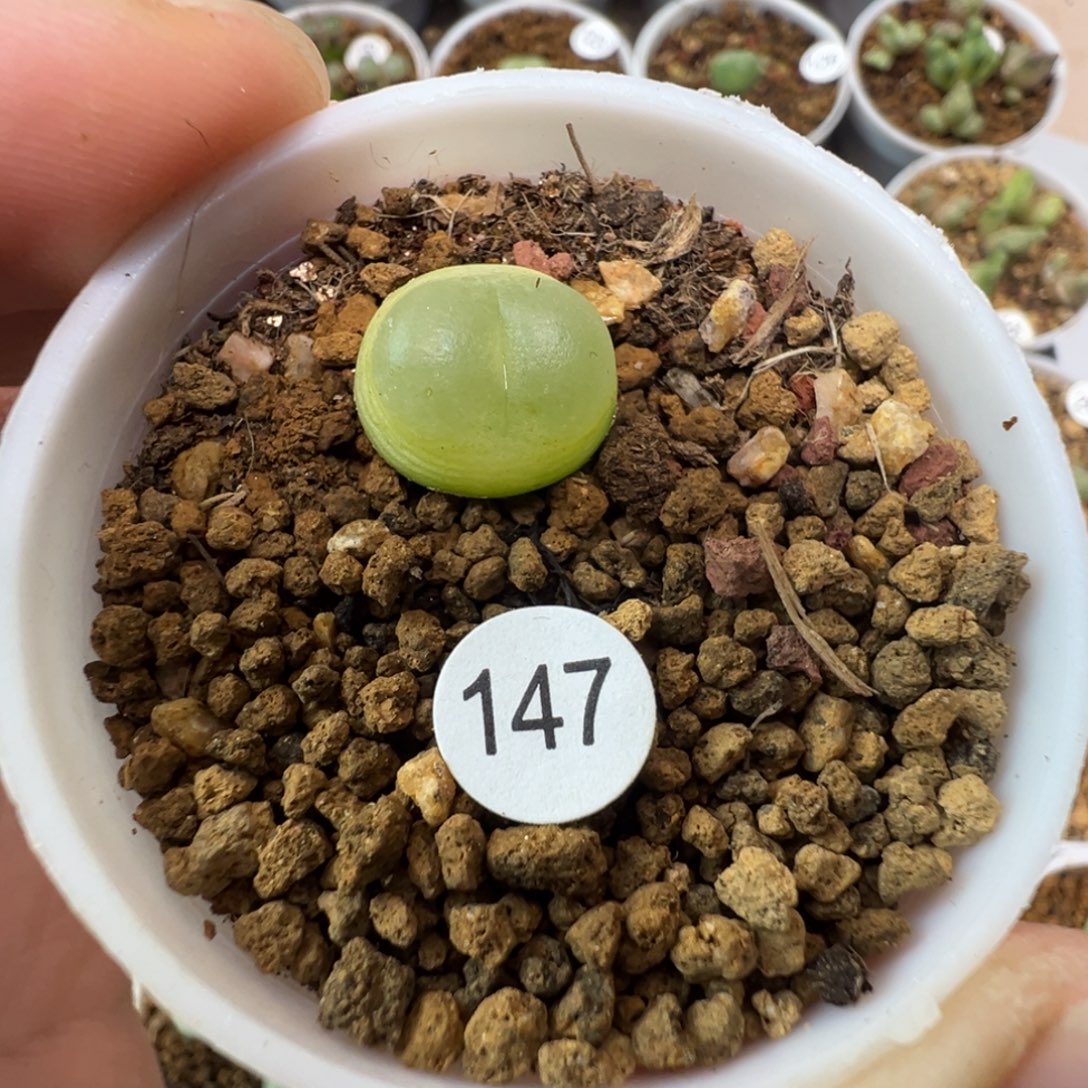 拉登一颗带盆土1470000