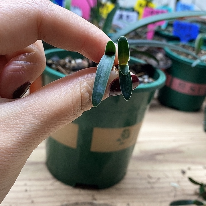 完全开放君子兰君子兰君子兰