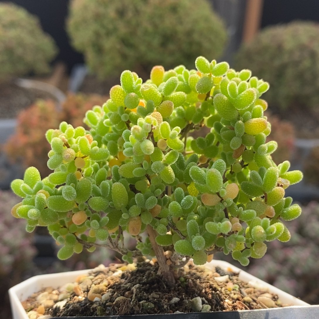 蜜橘糖球7433枝干番杏