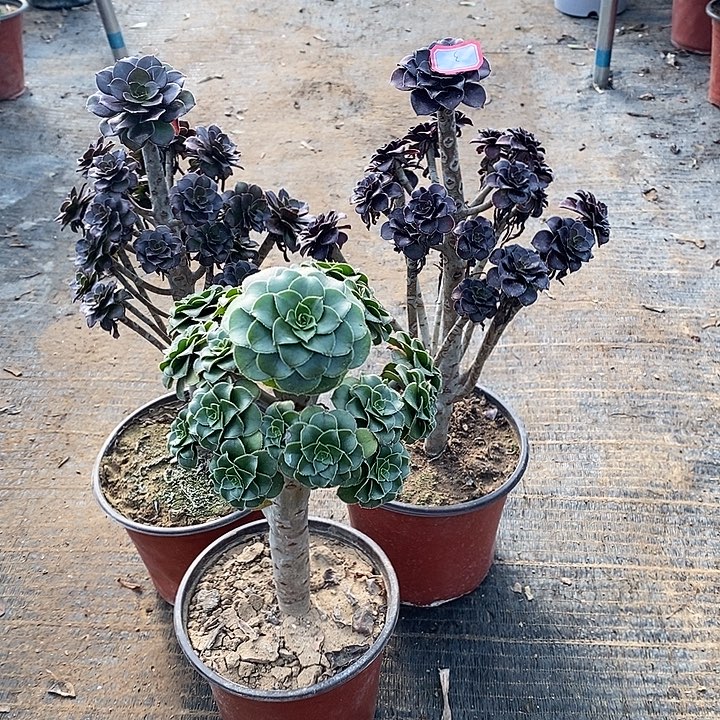 3，3棵135678900023567