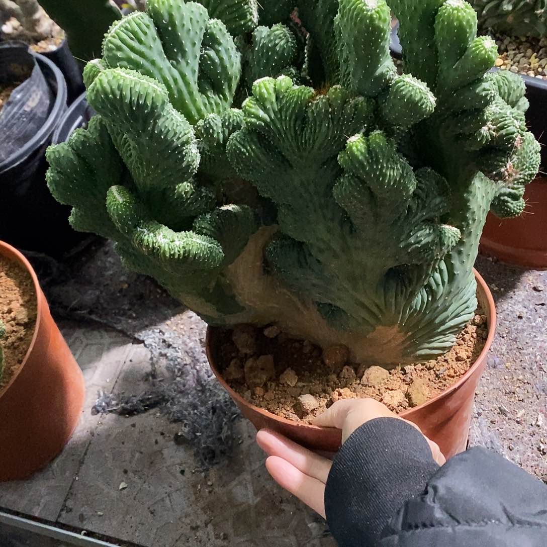 花花草草花花草草