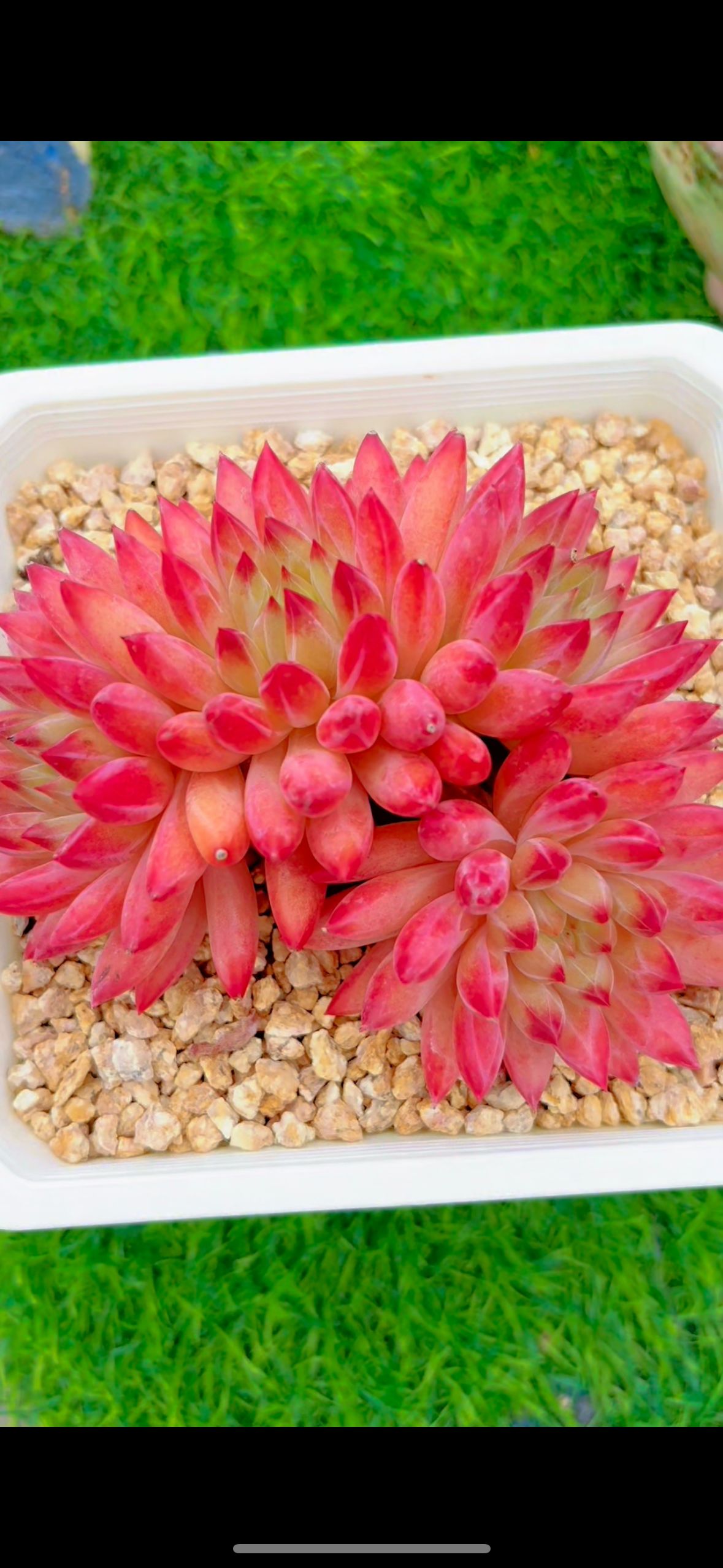 如意精品多肉一物一拍云南直发