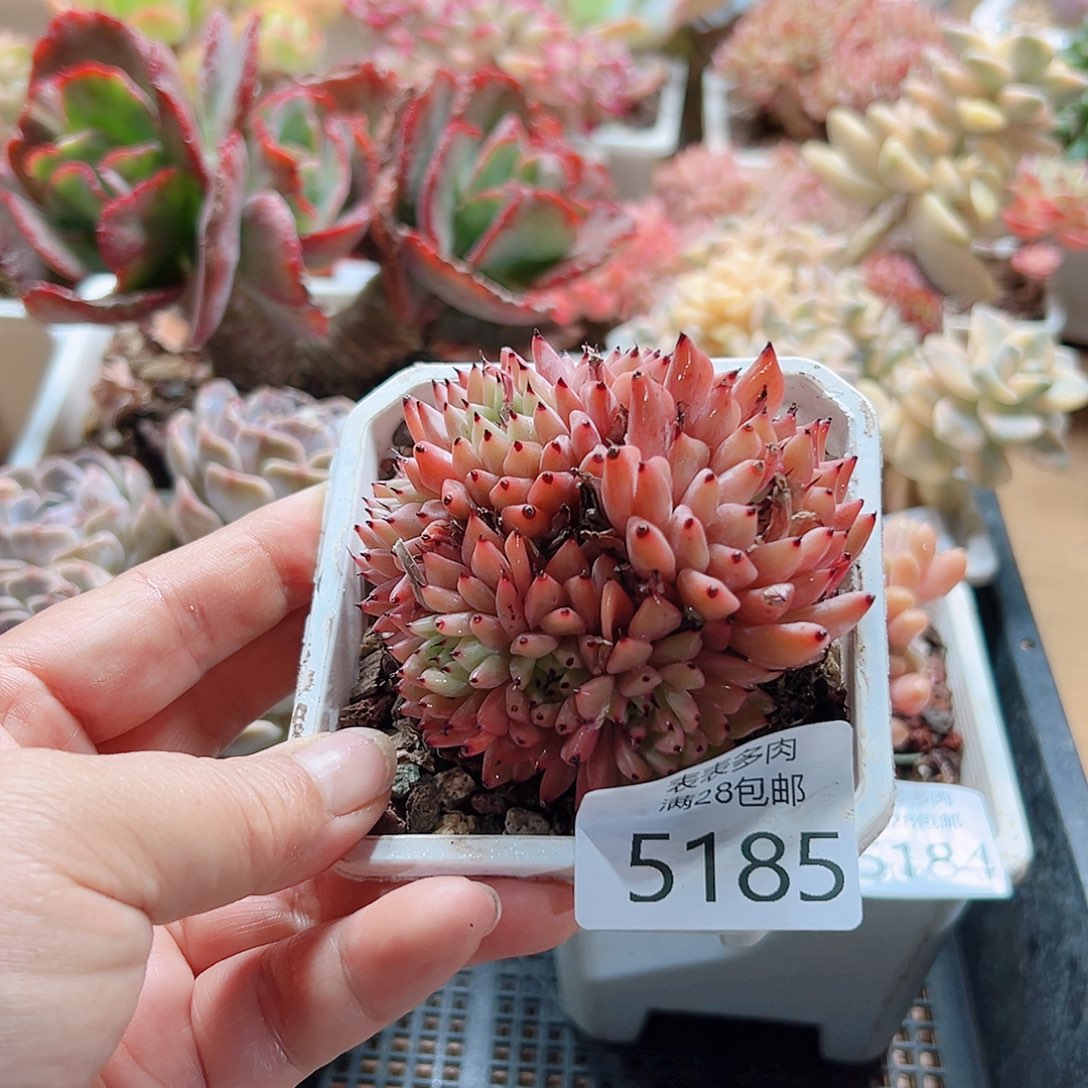 多肉一物一拍5185