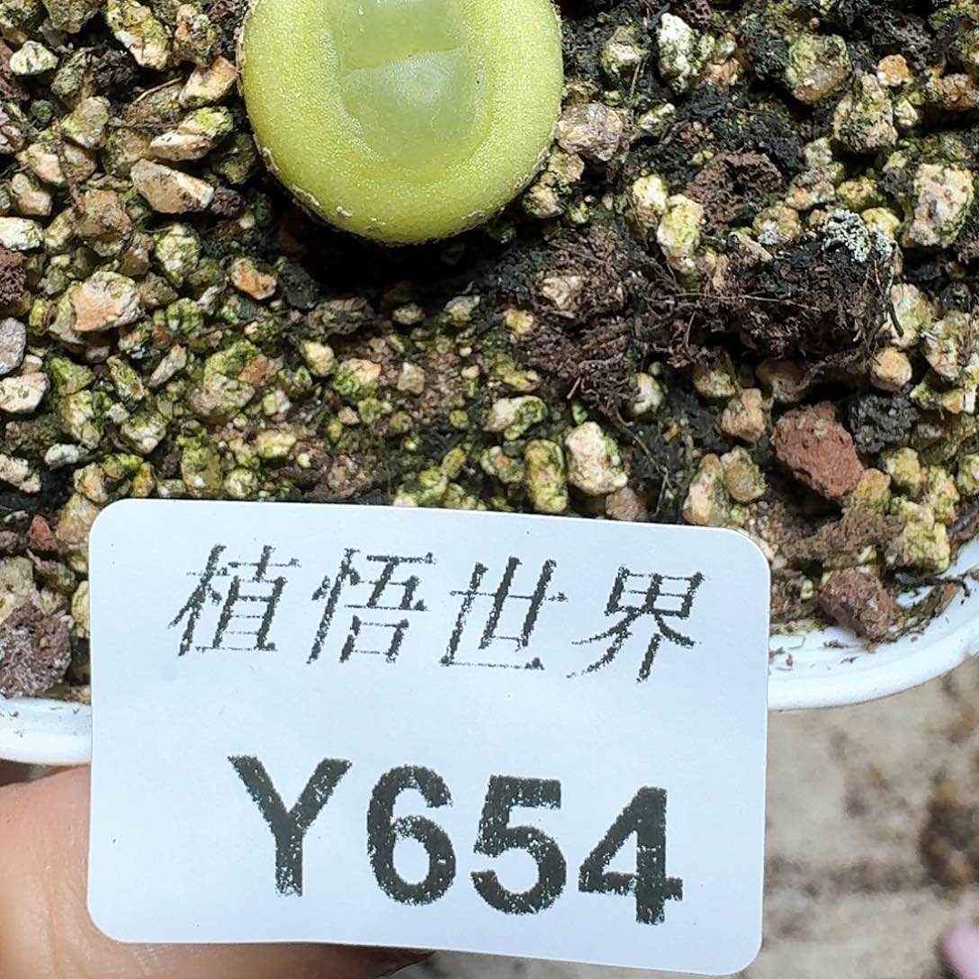 654号多肉植物哇c f