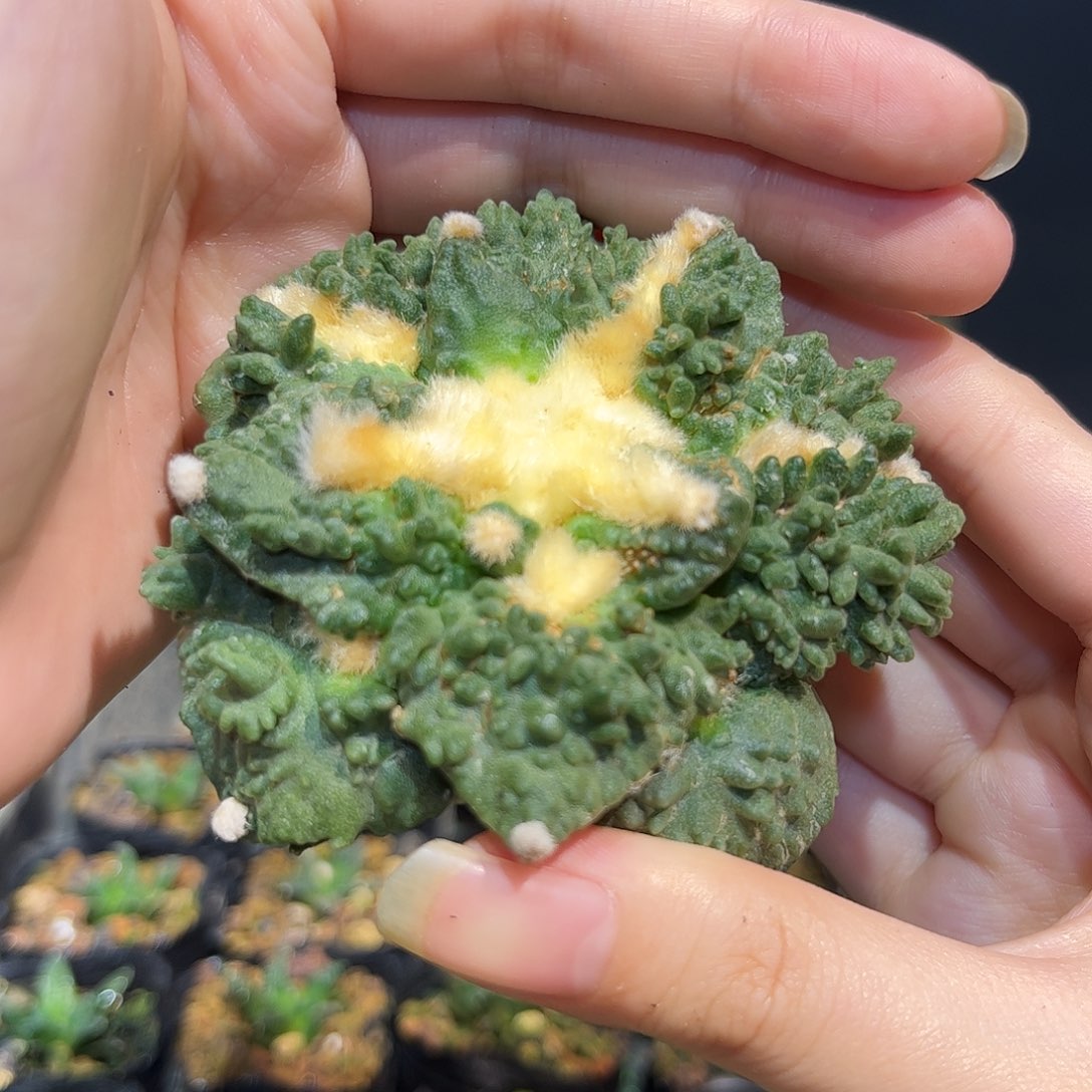 3号8cm自根珊瑚尤炸哥斯拉怒涛