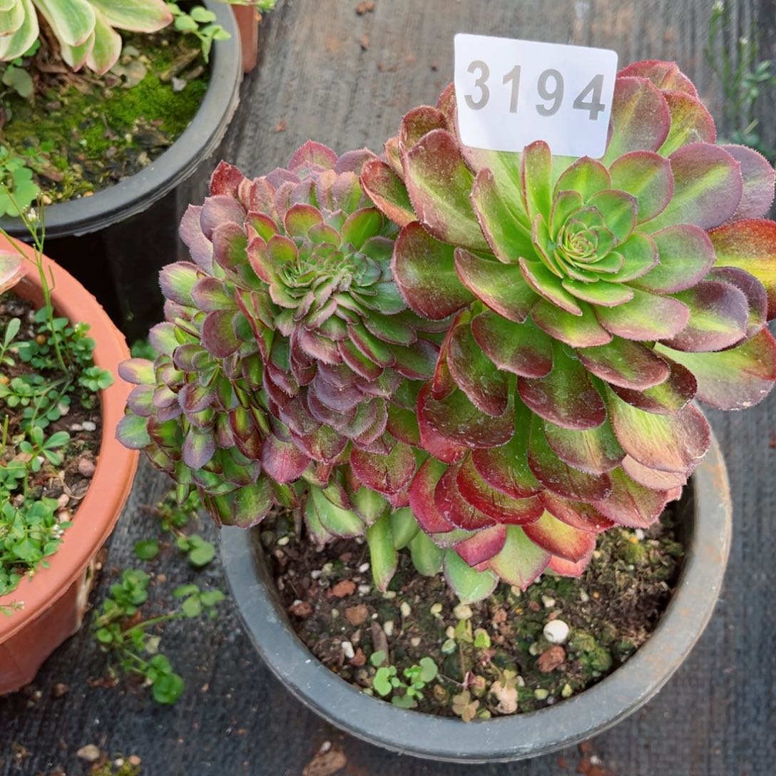 知***。抹茶缀多肉发货发货