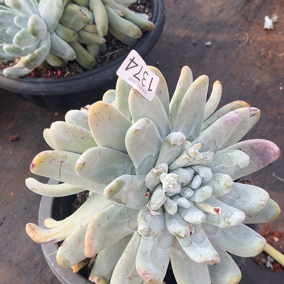 拇指帕奇飞徒仙女杯多肉。