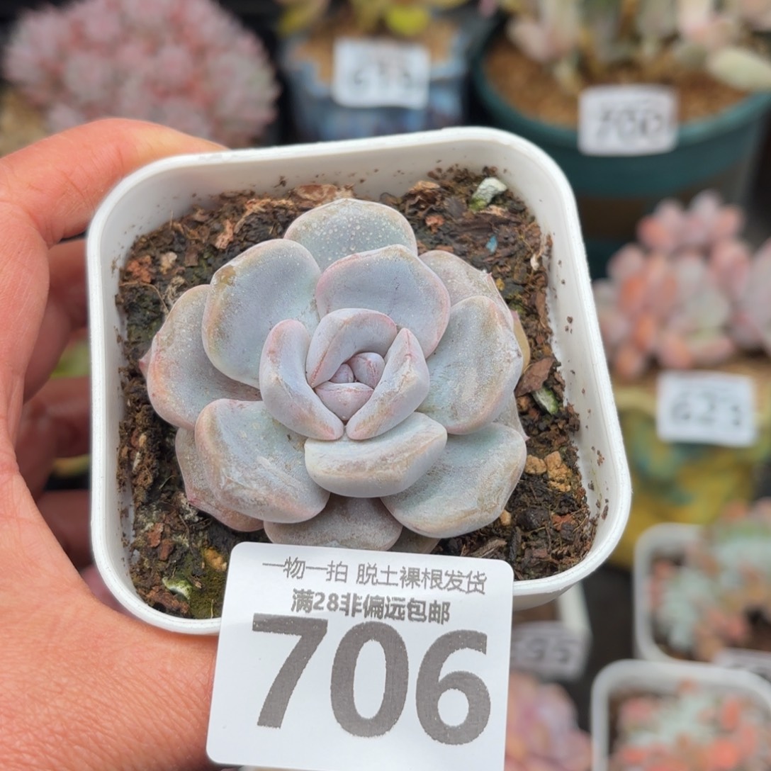 石化汉堡无盆土发货