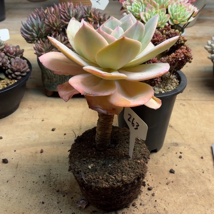 多肉植物，白凤263号