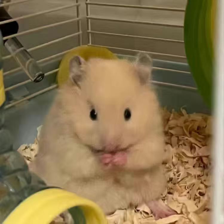 可爱仓鼠小宝宝金丝熊可爱萌宠活体