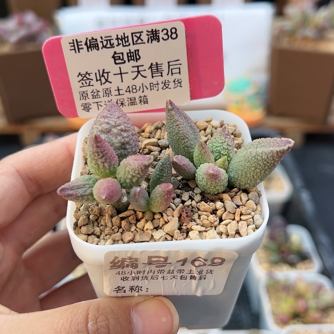 168胭脂云多肉植物