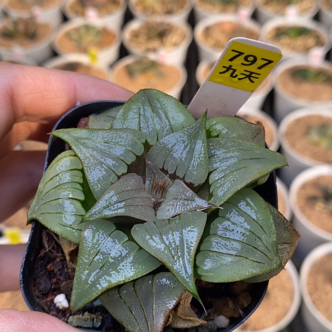 797号媚凤一物一拍
