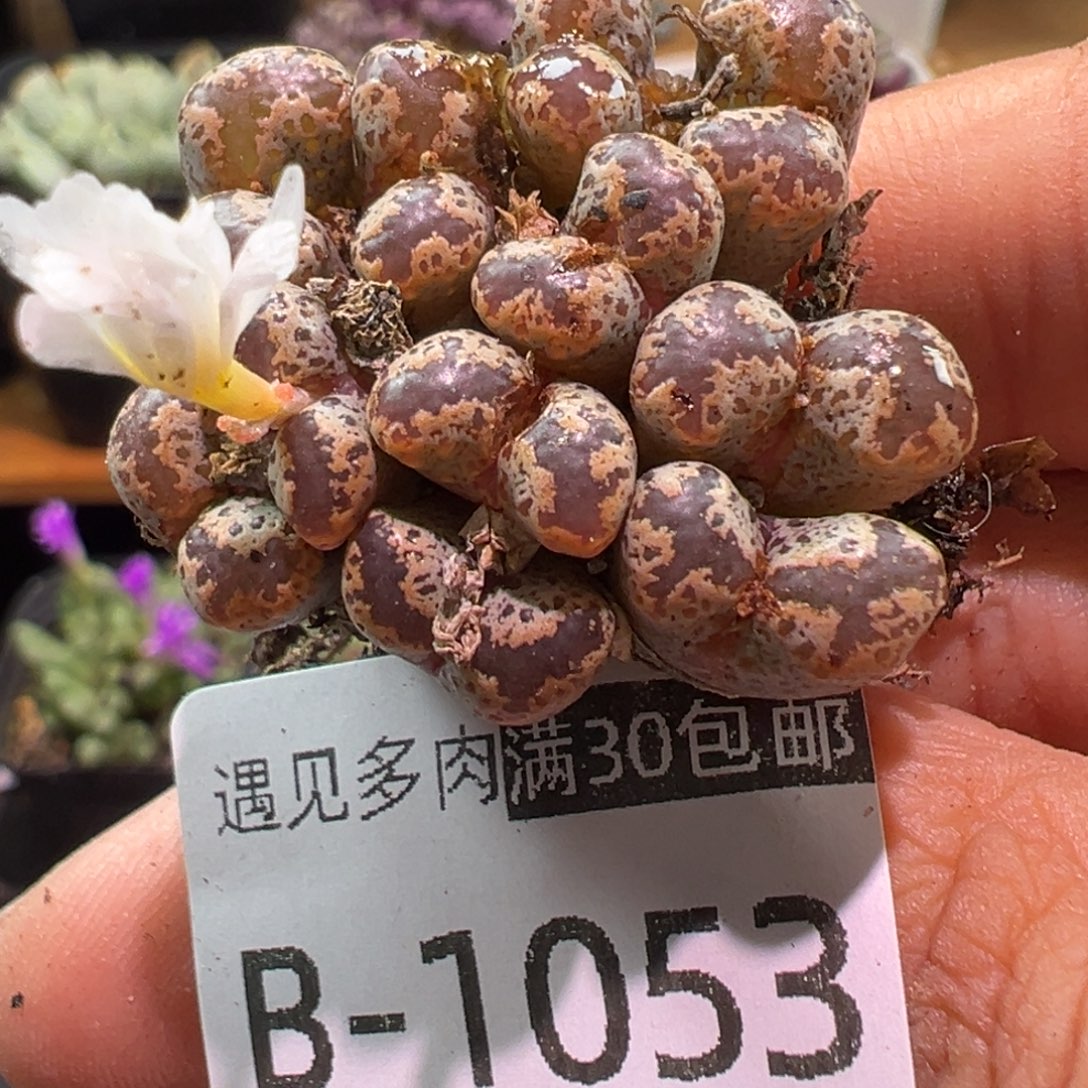 多肉植物1111111111111