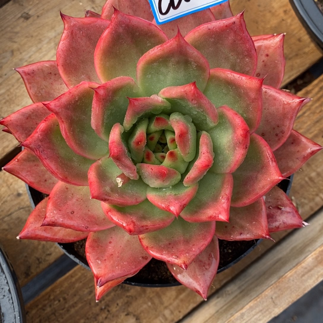 福利东云红色系a1      