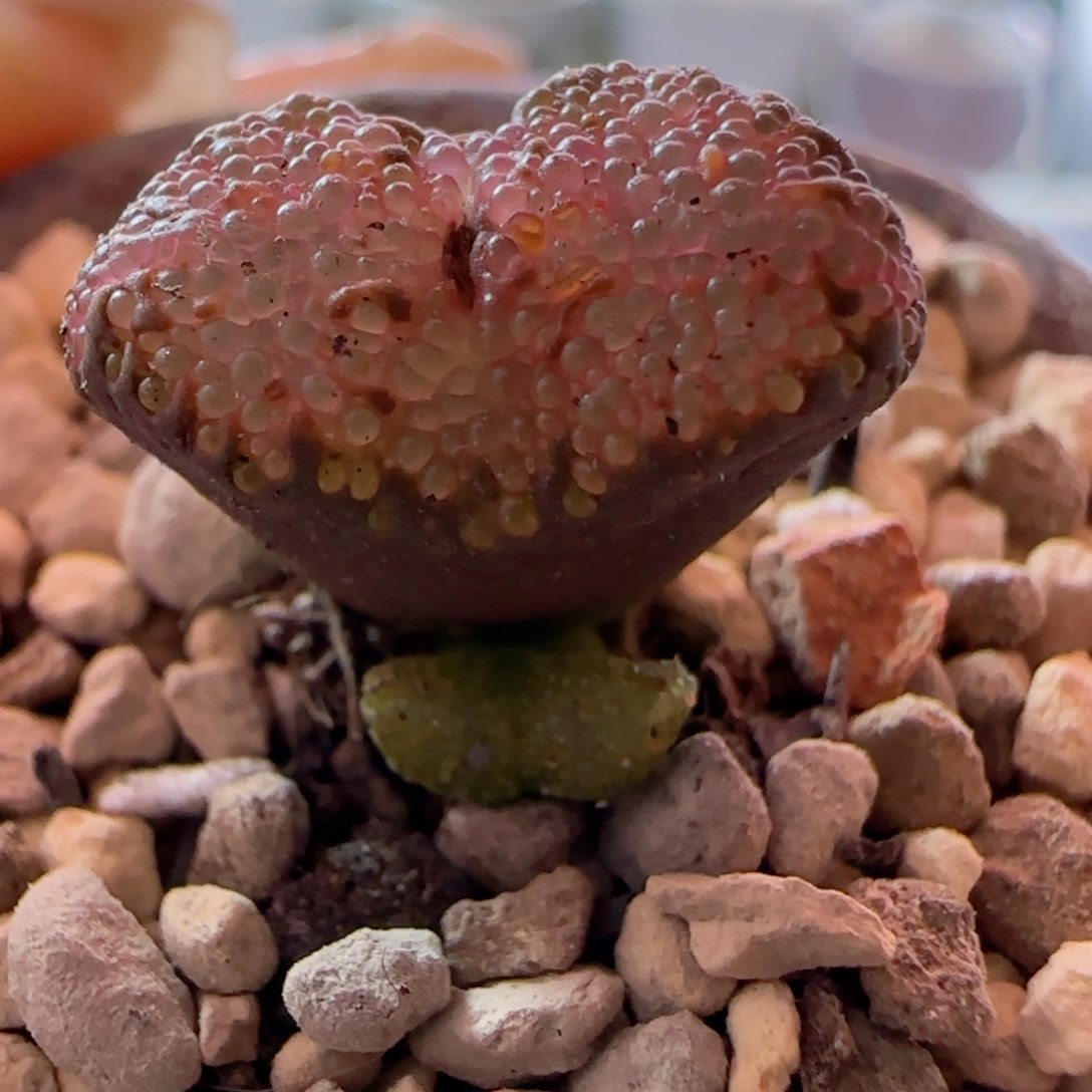 精品全泡泡勋章。  单头1.5。  