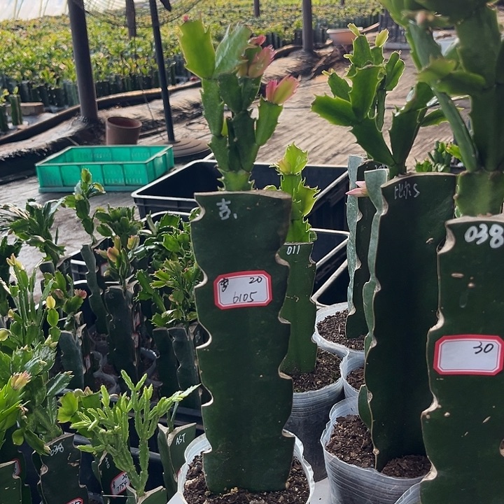 梦***.当前无花朵，栽培后可花朵桑吉塔