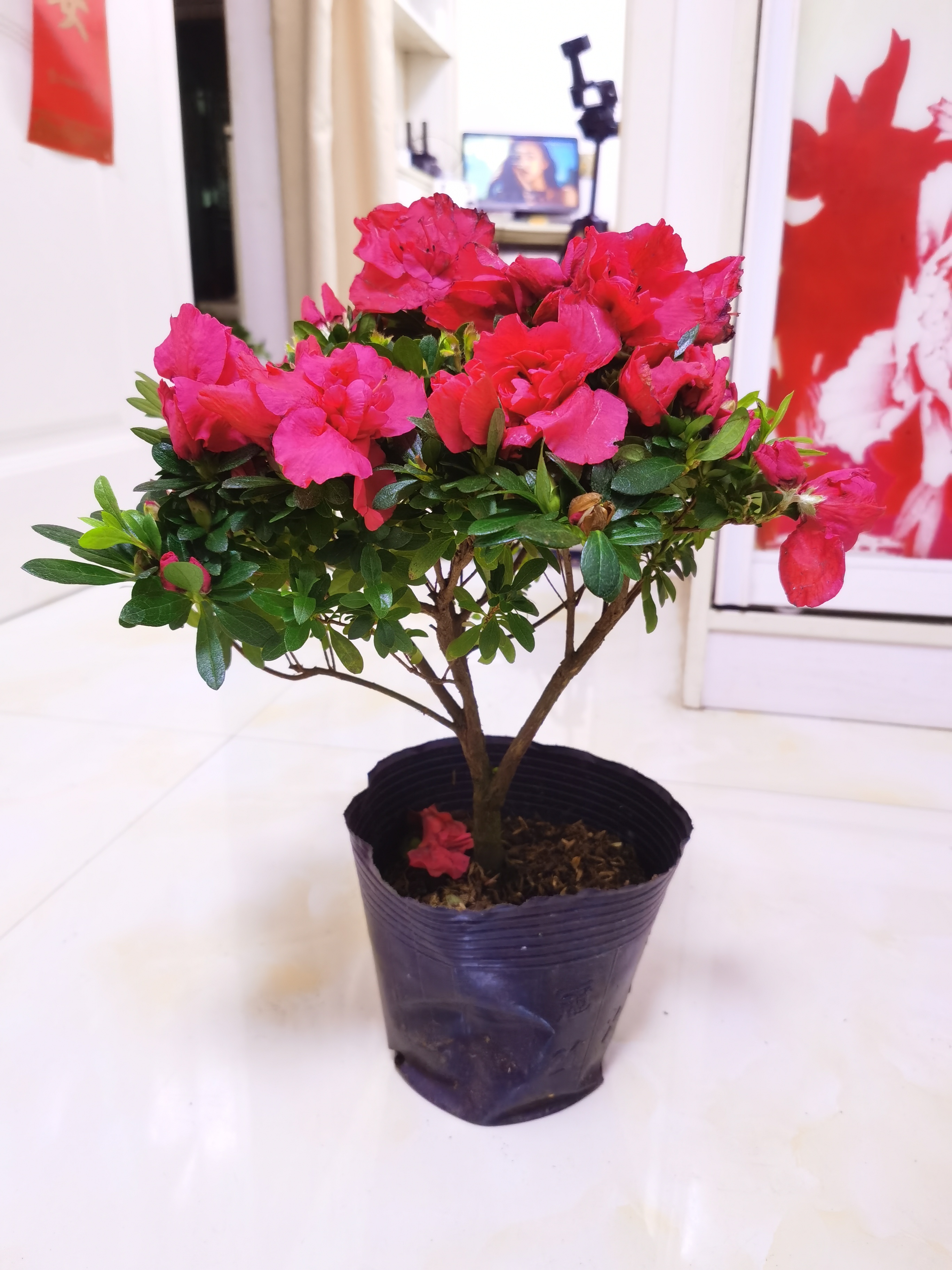 国红杨梅红 精品杜鹃花  四季开花阳台庭院地栽盆栽